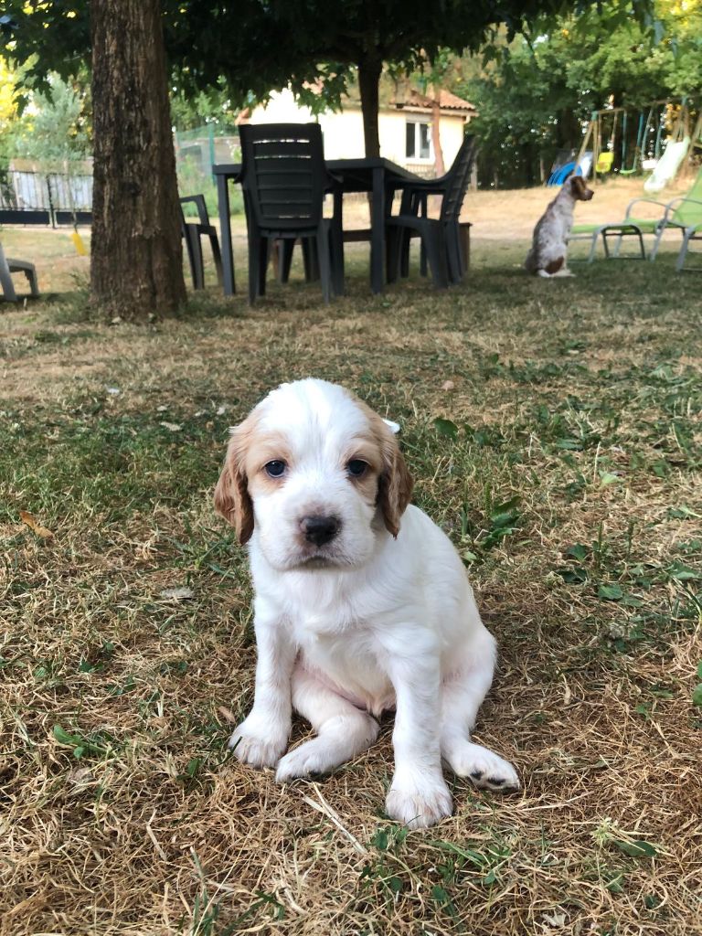 Des Lices Du Vern - Chiots disponibles - Setter Anglais