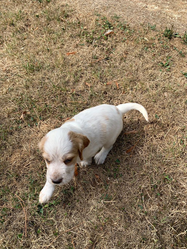 Des Lices Du Vern - Chiots disponibles - Setter Anglais
