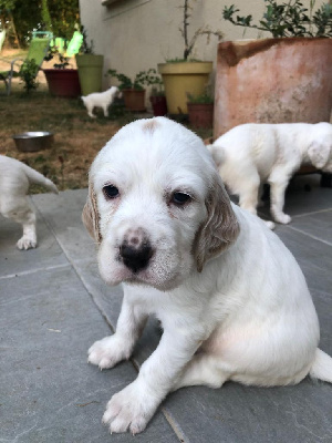 CHIOT