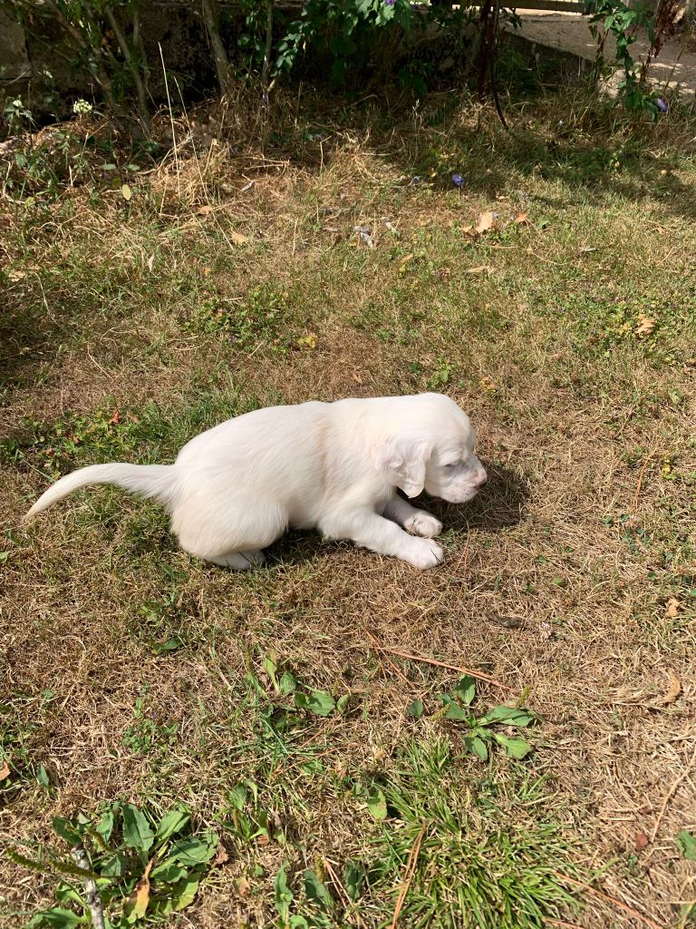 Des Lices Du Vern - Chiots disponibles - Setter Anglais
