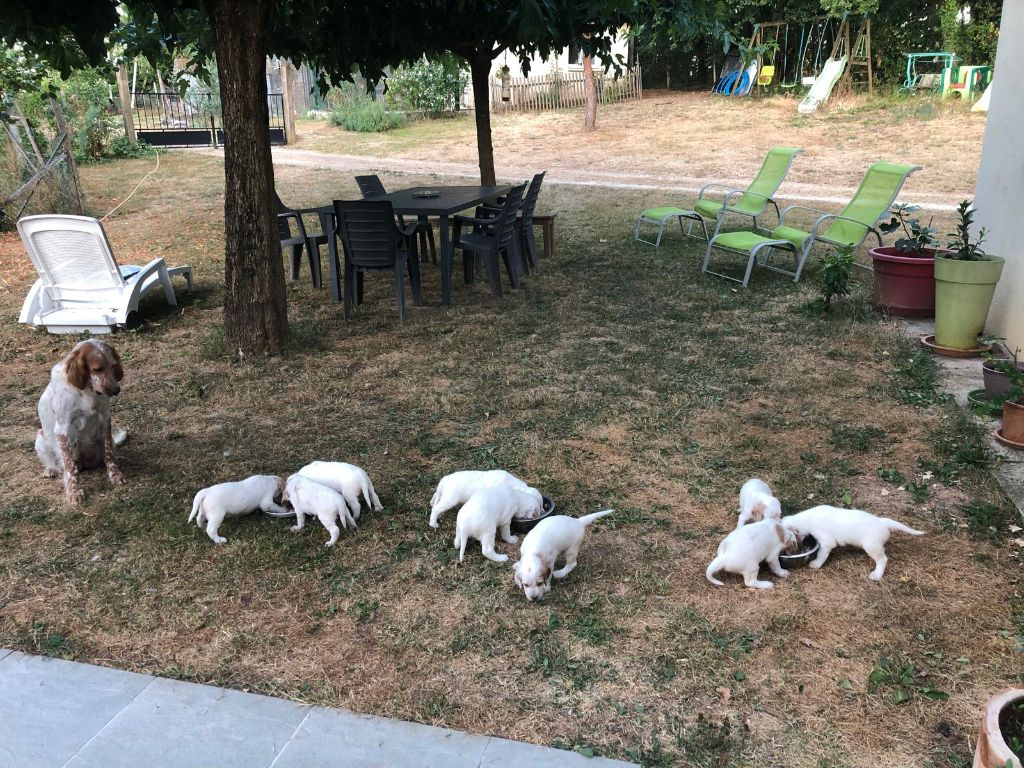 Chiot Setter Anglais Des Lices Du Vern
